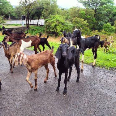 Loving the expression on this goat’s face! India. . . . . . #travelblog…