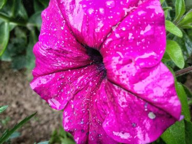 Beauty of the nature . . . . . . . . . .…