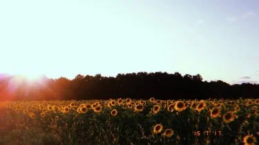 gd morning! ____ #gundondu #gunebakan #aycicegi #trakya #thracian #sunflower #turkiye #turkey #tb #girlsthatwander #hujicam&hellip;