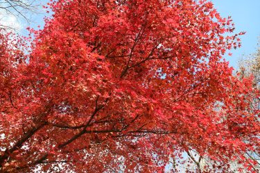 “Autumn is a second spring when every leaf is a flower.” : yours truly…