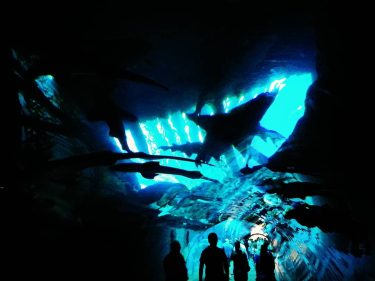 NO REDMOON RISING HERE◇Gut, dass am Ende des Tunnels das Licht ist◇Aquarium mit Haien&hellip;