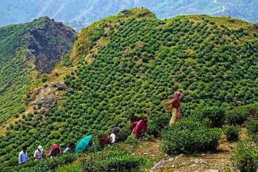 the travel #bnesimppl #tea #garden #teagardens #darjeeling #indianphototours #india #sonyalphain #travelphotography #sony #travelpic #teapluckers…