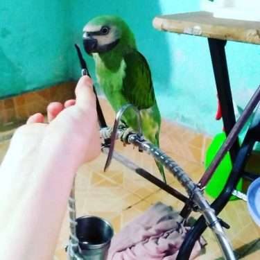 Parrot eating sunflower seeds and chilli #travelwriter #travel #instatravel #travelgram #tourism #instago #passportready #travelblogger…