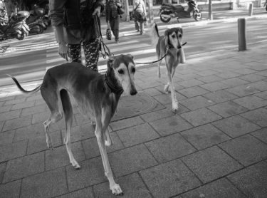 . . . #tea_journals #bnesimppl #dogs #dog #dogsofinstagram #pets #bnw_dogs #streetworld #streetdog #bnw_rose&hellip;