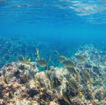 Underwater #backpackerstory #bestcommunitytravel #adventureinspired #makeheritage #lovetheworld #iamatraveler #discoverglobe #inspravel #neverstopexploring #happynow #bnesimppl #femmetravel #travelgirl…