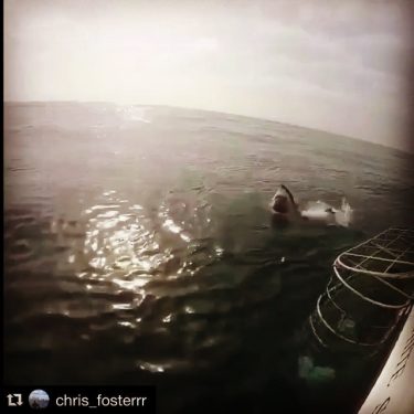 Reposting and throwin it back to cage #sharkweek ???? . . . . .…