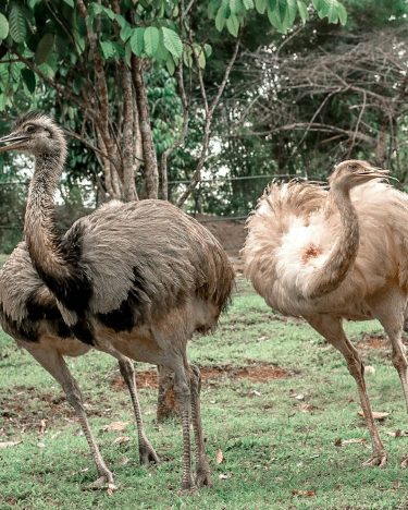 Used to think that ostrich will chase you if you try getting close to…