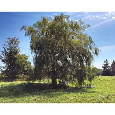 While waiting on the green manure to grow, we are making some property improvements&hellip;