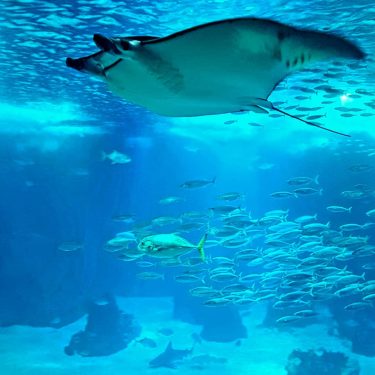 #ozeaneum #ozeanariumlisboa #fish #shark #rochen #skate #urlaub #holiday #sun #sunny #city #happy #travel #reisen…