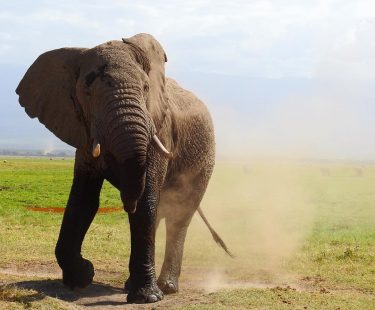 Amboseli National Park in Kenya is famous for the elephants. Here is a #throwback…