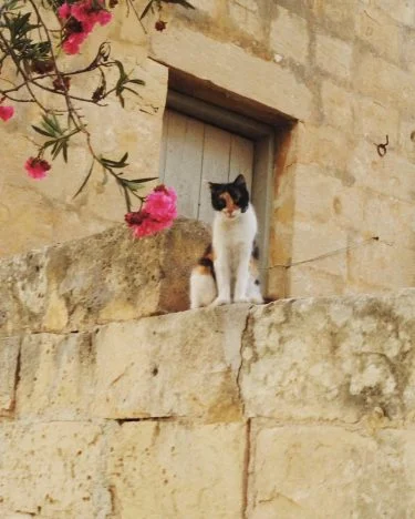One of thousand of cats of Malta #catsofmalta #cat #kitty #malta #maltaisland #mediterranean #mediterraneansea…