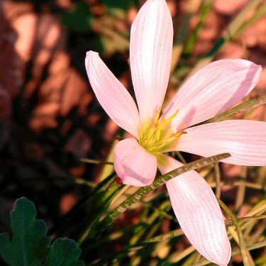 Life is the flower for which love is the honey . . . .&hellip;