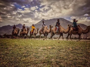It is the number of humps that distinguish these camels. The one-hump camel is…