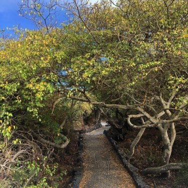 Exploring The Galapagos. #galapagos #galapagosislands #galapagosisland #ecuador #treelined #bluesky #travel #travelling #travellingthroughtheworld #beautifuldestinations #travelinspiration…