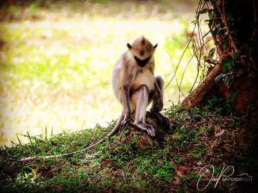 Today one more pic from Sri Lanka. | Heute ein Bild mehr von Sri…