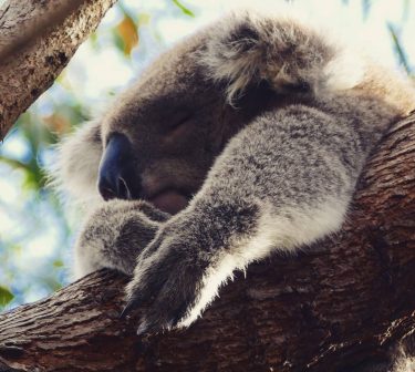 Sweet dreams ~ ~ #koala #kangarooisland #sweetdreams #hangingaround #australia #australiananimals #wildlife #southaustralia #wildlifephotography #wildlifespotting&hellip;