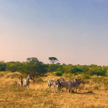 #zebra #travel #southafrica #animals #kzntourism #wander #travel #hluhluwe #traveldeeper #localislekker #traveler #travelbug #traveling #travelphotography…