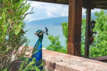 This peacock curiously looked up from behind that bush when I moved closer…