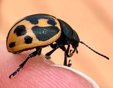 yellow #spotted cucumber #beetle . : ©BigDigitalArt 2018 . #shareyoursuburb #bnesimppl #bugs #bugsofinstagram #wildlife…