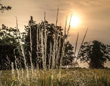 sunrise over fields campolonhetto #naturalhairdaily #agricoltura #agriculture #landscape_hunter #landscape_lovers #landscapecaptures  #landscapestyles_gf #sunset #travelgram #instatravel…