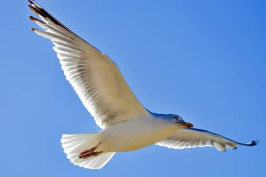 The bird who dares to fall is the bird who learns to #birds #birdphotography…