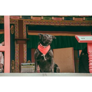 Aí seus humanos de bosta, venerem o dog pai aqui! #travel #trip #roadtrip #onroad&hellip;