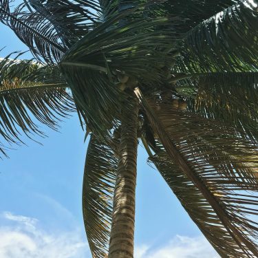 Palm trees feel like home Growing up in Miami makes you take palm trees…