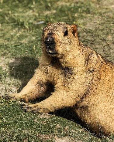 Marmot is a big squirrel that has 15 species that live in the mountainous…
