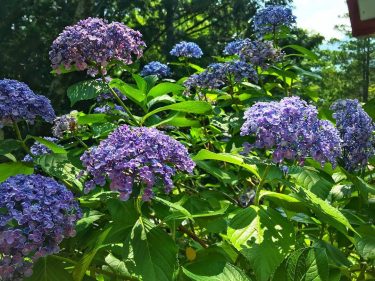️Hydrangeas️ 24/07/18, Shimoyoshida Station, ???????? . . . . #iamtb #tb #japan #wanderlust #&hellip;