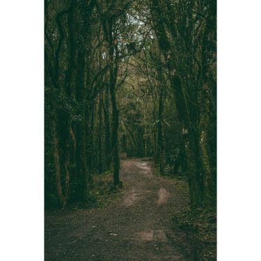 Wait a second, let me catch my breath #travel #trip #roadtrip #onroad #forest #viajar…