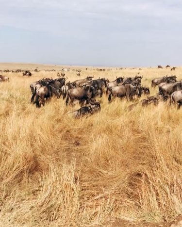The Great Migration: when you crest a hill in the Masai Mara to the…