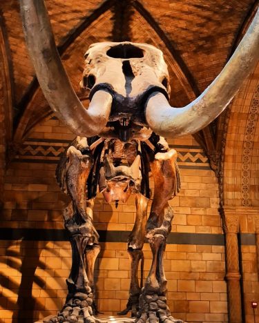 Museo de historia natural, su entrada es gratis para mayores y pequeños! Y es…