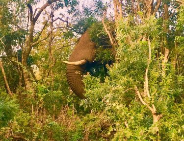 Is this elephant pretending to be a tree ???? #exploretheworld #explorer #elephant #animalphotography #travelinspiration…