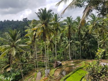 I remember when I dreamed of walking in exactly this kind of rice fields,…