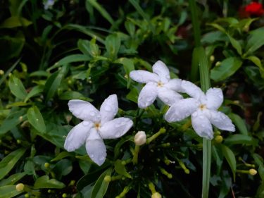 Morning have a nice day #khmer #flowers #nice #bnesimppl #cambodia #morning #happy #color #cute…