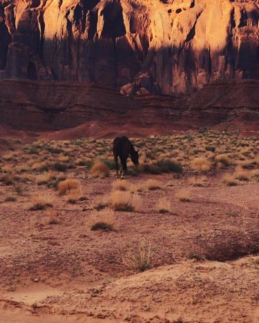 Wild horses crossing your road #MonumentValley #Arizone #USA #discoverusa #roadtrip #coasttocoast #beautyofnature #travel #travelbucketlist&hellip;