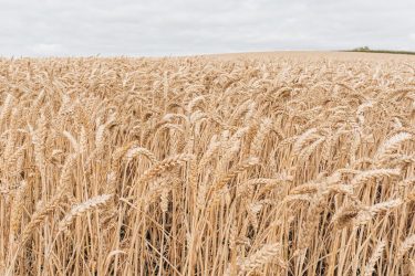 That soft rustling sound of wheat blowing in the breeze such bliss! . .…