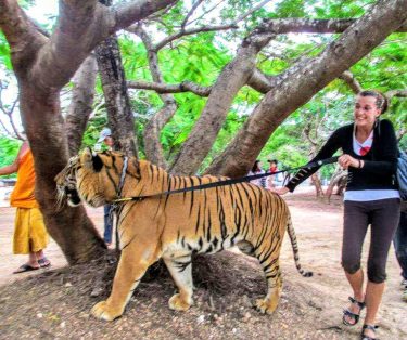 #thailand #changmai #tiger #walk @bearinmindlogbooks #bnesimppl #settoutiandco #worldpics #travelbloggerlife #unlimitedparadise #wheretofindme #wanderingsoul #travelmore #…