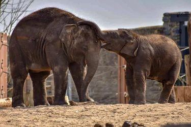 Magic is when life didn’t go as planned but worked out anyway. #elephant #baby…
