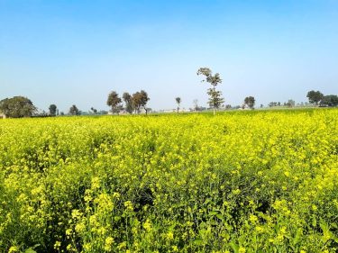 A small village of Punjab, Pakistan
