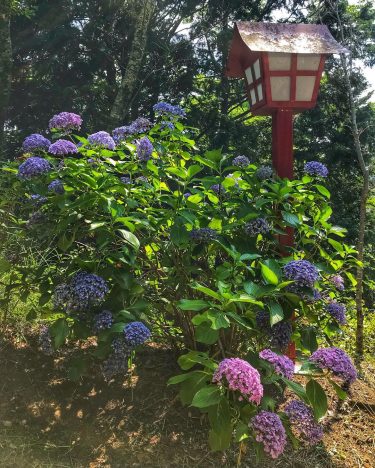 ️Hydrangeas️ 24/07/18, Shimoyoshida Station, ???????? . . . . #iamtb #tb #japan #wanderlust #&hellip;
