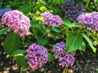 ️Hydrangeas️ 24/07/18, Shimoyoshida Station, ???????? . . . . #iamtb #tb #japan #wanderlust #&hellip;