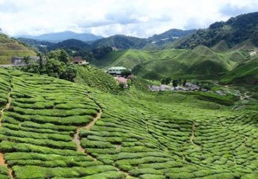 Cameron Highlands where tea and fresh strawberry scones are a food is often lightly…