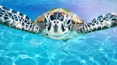 ⠀ ⠀ Turtles selfie ————————————— ⠀ ⠀ Все уже давно привыкли в моем блоге…