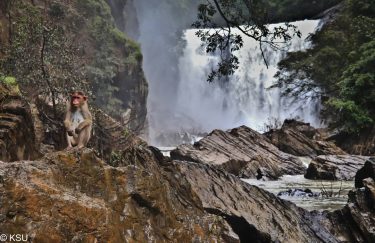 A monkey at Sathodi Falls , Yellapura #ksutravelstories #canon_eos_77d #canon18135mm #canon #natureatitsbest #waterfalls #waterfallsofkarnataka…