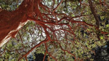 Arrayán, un protagonista de la Patagonia #patagonia #argentina #villalaangostura #bosquedearrayanes #bosque #forest #arrayan #arbol…