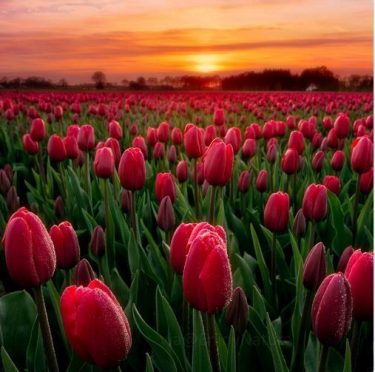Beautiful Golden Sunset and Red Tulips #landscapstyles #exklusiveshot #visualsofearth #beautifuldestinations #ilovetravel #amazing #hermanosviajeros #iloveamsterdam…