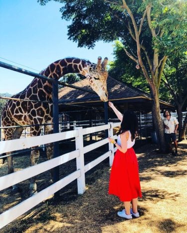 Meet Stanley, feed Stanley ???? #stanleythegiraffe #giraffe #animals #winesafari #saddlerock #saddlerockranch #malibu #losangeles #la…