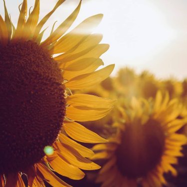 So sunflowers are truly one of Kansas’ best qualities! . . . . .…