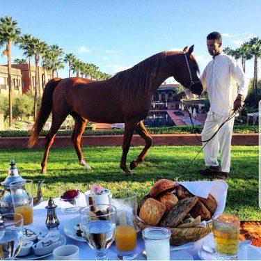 If you love horses then you will enjoy this #breakfastwithaview #SelmanMarrakech ___ #shesaidyes #engaged…